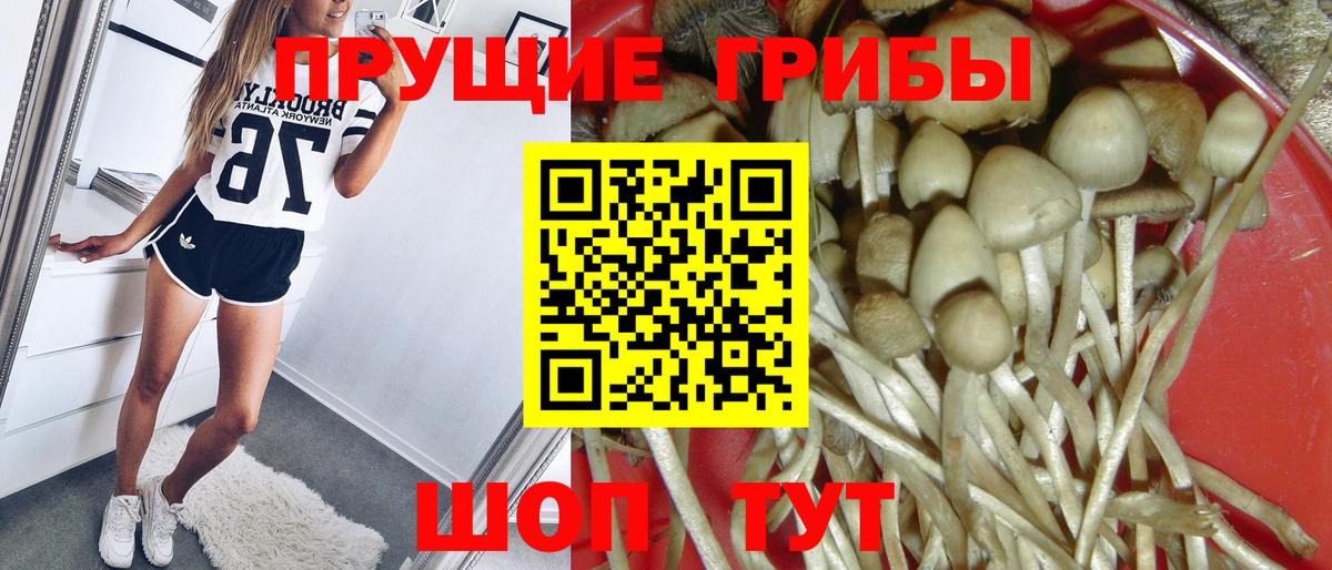 Галлюциногенные грибы Psilocybine cubensis Губкинский